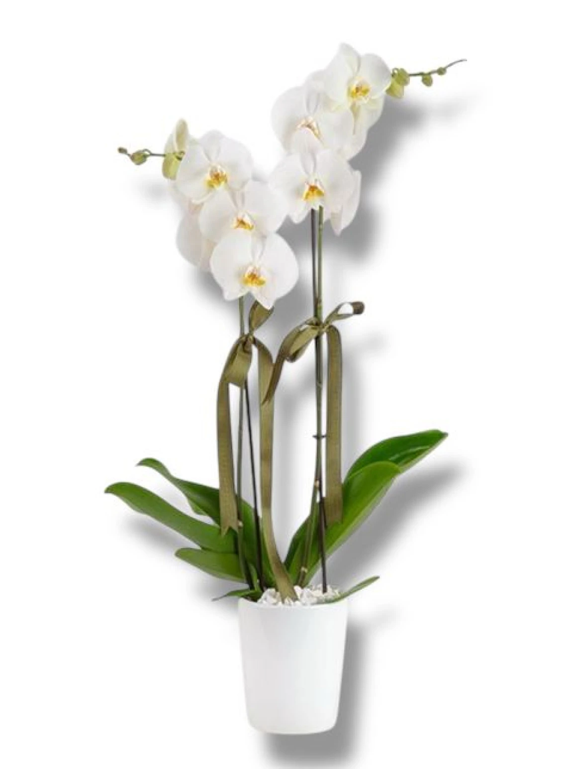 Çift Dal Beyaz Orkide