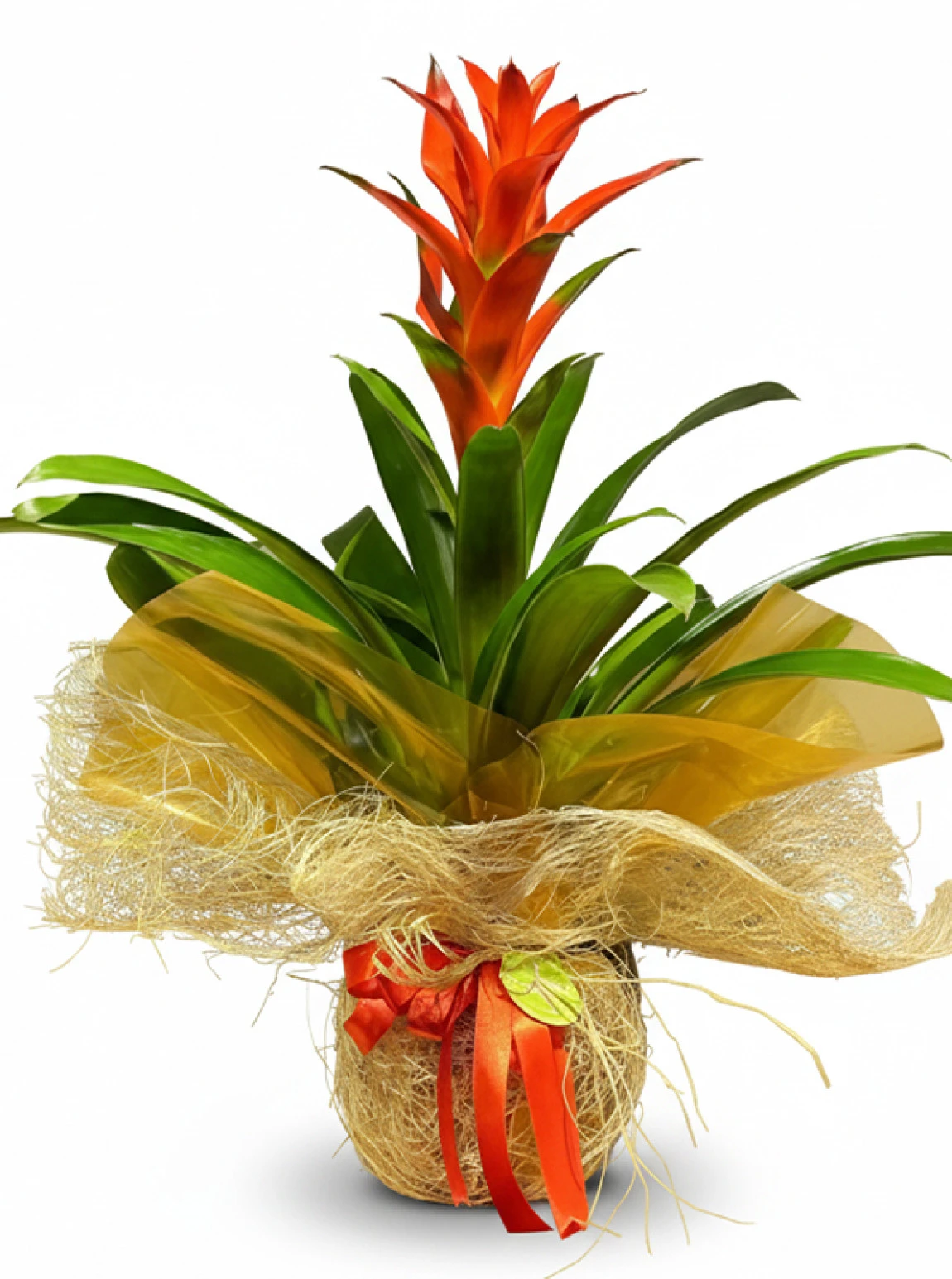 Guzmania | Renkli Ve Anlamlı Hediye