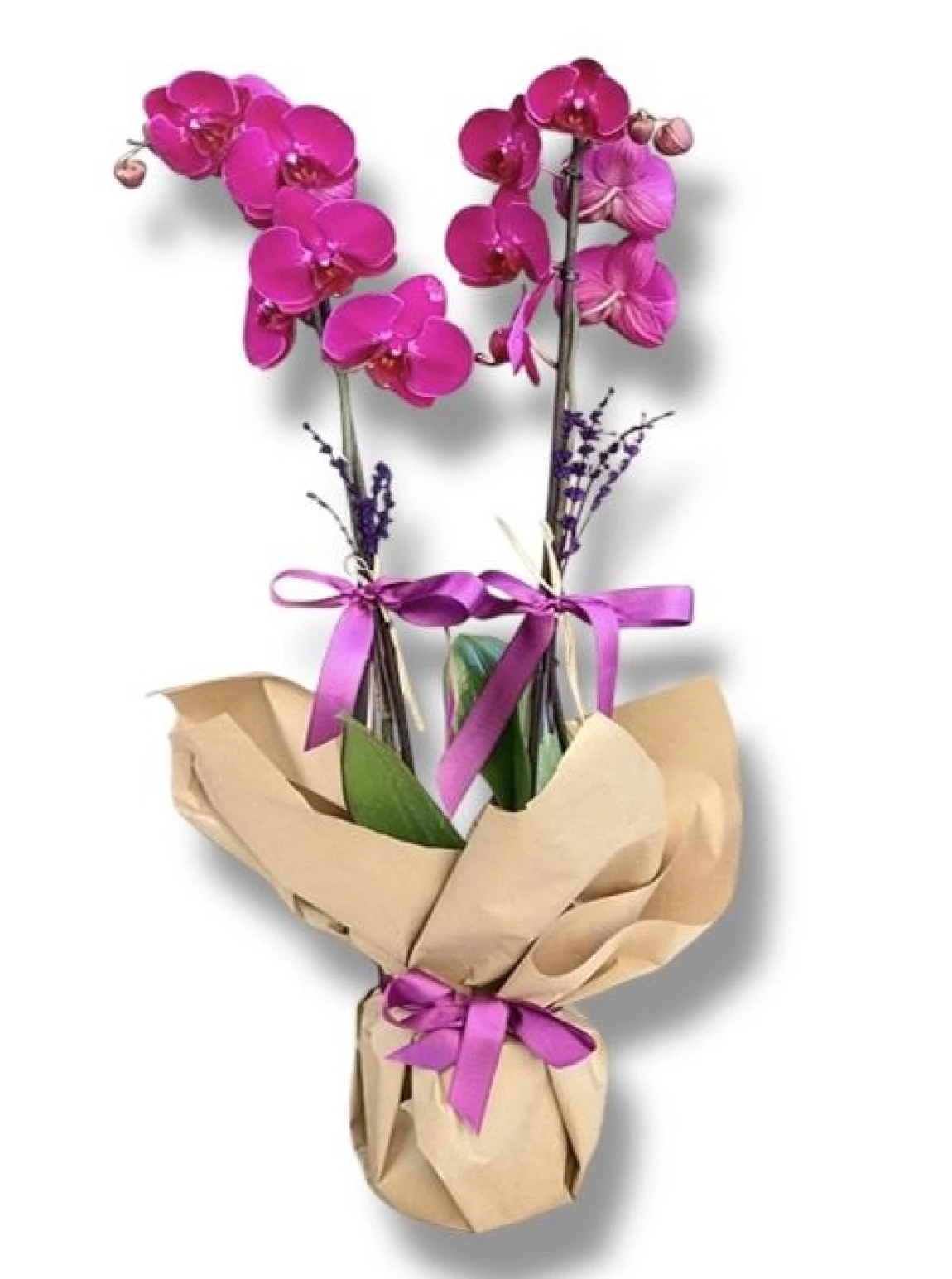 İki Dallı Mor Orkide