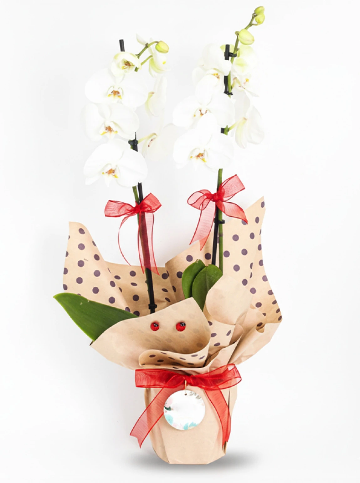 İthal Çiftli Beyaz Orkide | Zarif Ve Uzun Ömürlü Hediye