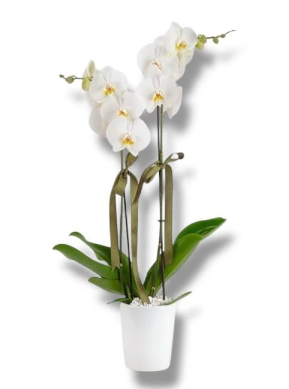 Çift Dal Beyaz Orkide