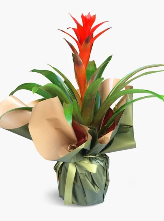 Guzmania Bitkisi