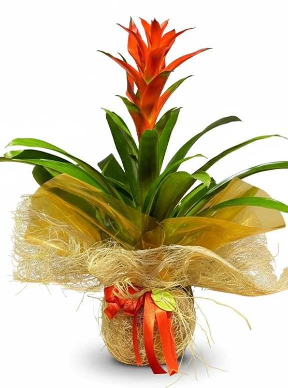 Guzmania | Renkli Ve Anlamlı Hediye