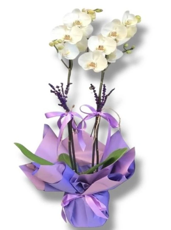 Orkide Ve Lavanta